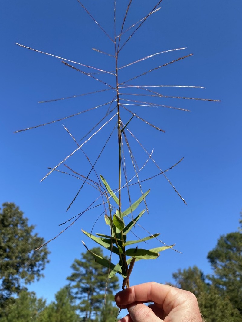 Bearded Skeletongrass photo 4