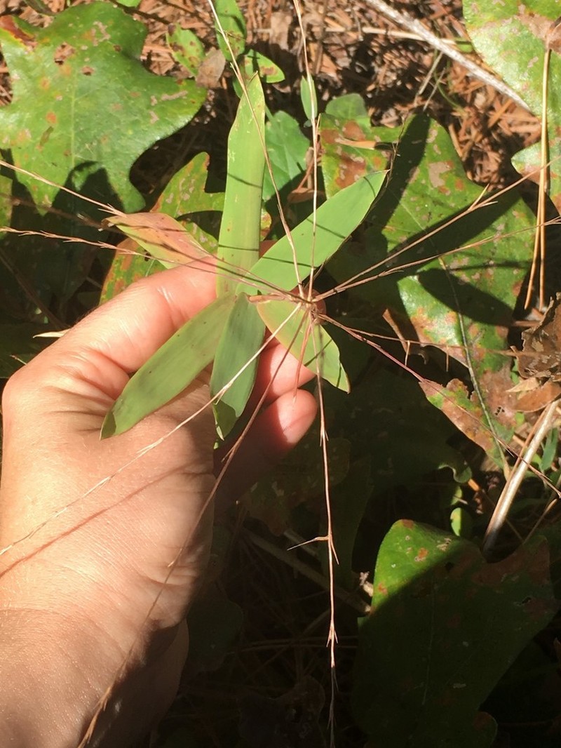 Bearded Skeletongrass photo 5