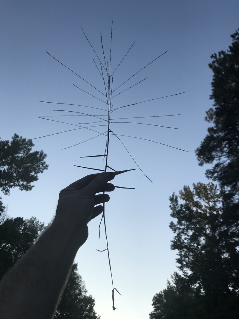 Bearded Skeletongrass photo 6