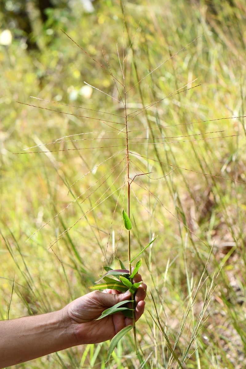 Bearded Skeletongrass photo 7