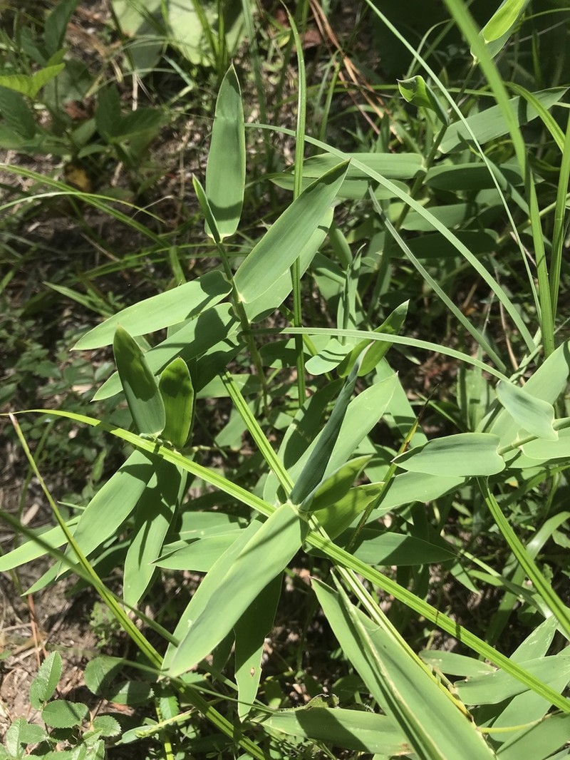 Bearded Skeletongrass photo 8