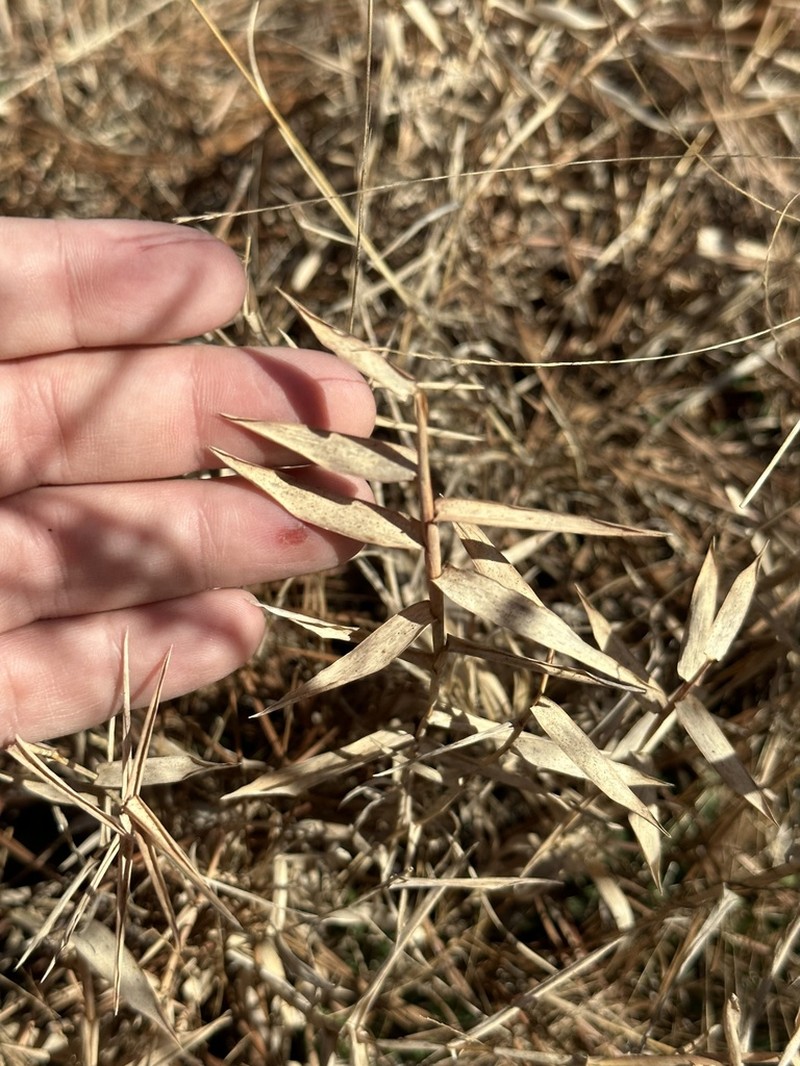 Shortleaf Skeletongrass