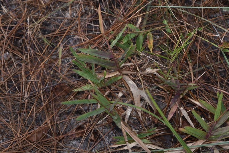 Shortleaf Skeletongrass photo 2