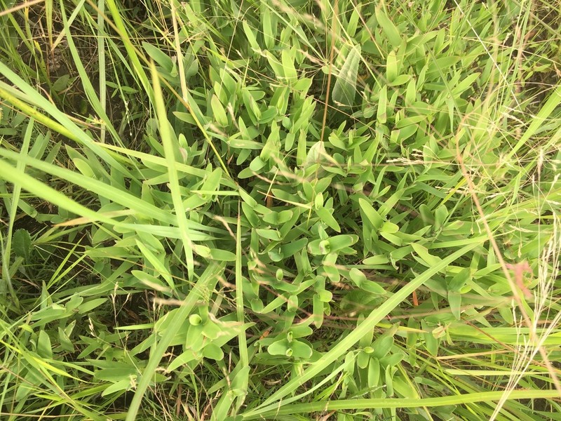 Shortleaf Skeletongrass photo 3