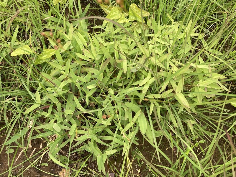 Shortleaf Skeletongrass photo 4