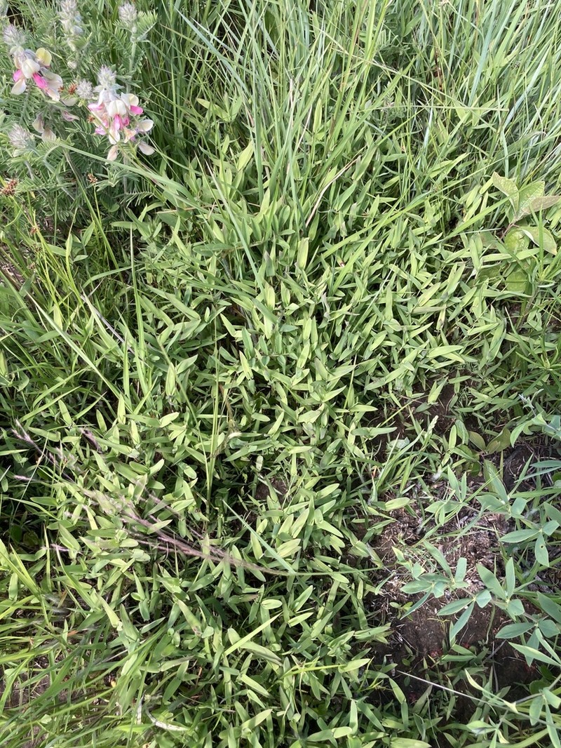 Shortleaf Skeletongrass photo 5