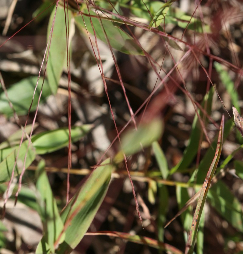 Shortleaf Skeletongrass photo 6