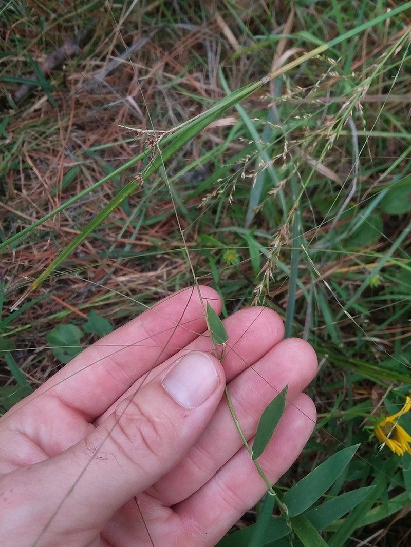 Shortleaf Skeletongrass photo 7