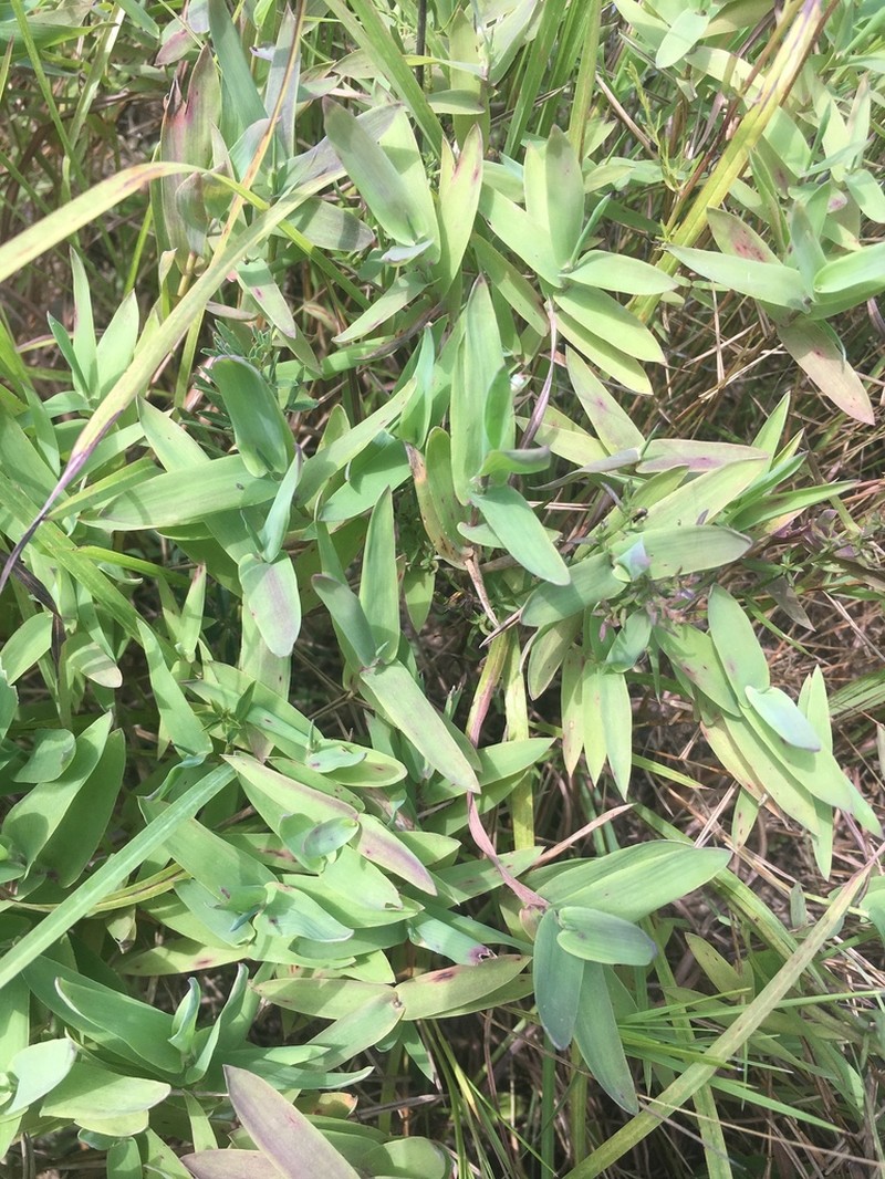 Shortleaf Skeletongrass photo 8