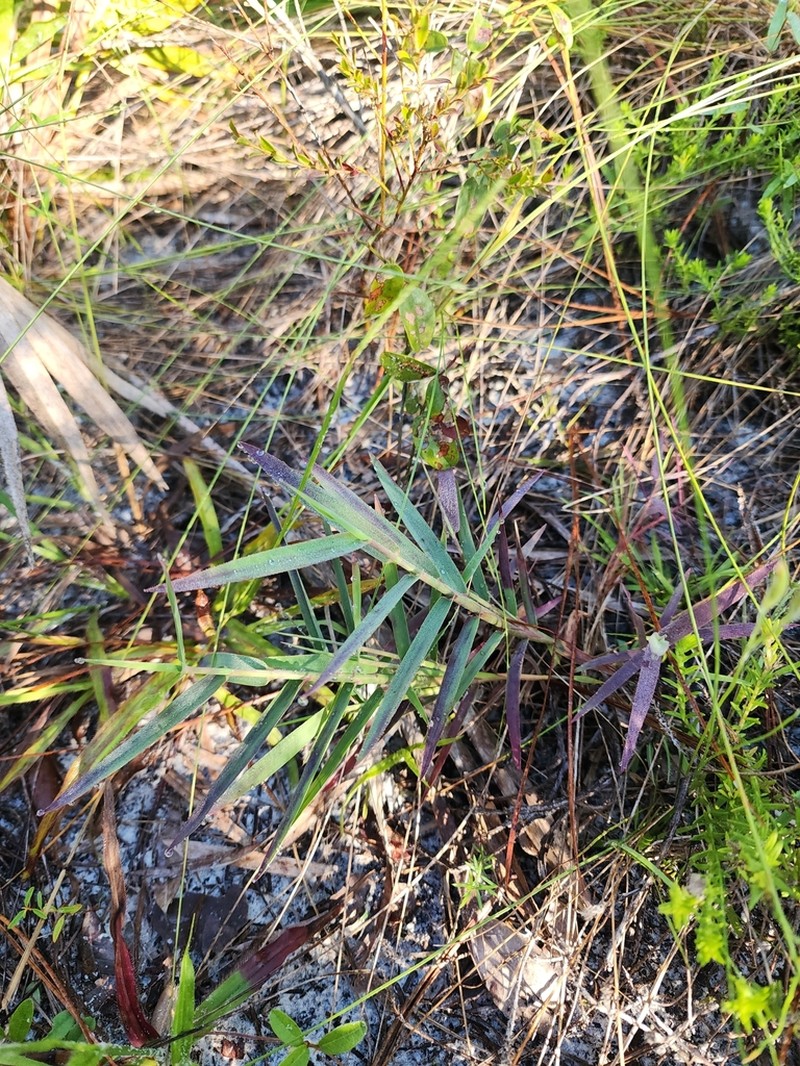 Chapman's Skeletongrass photo 2