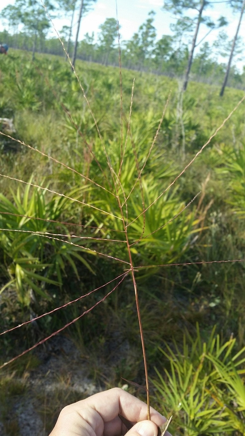 Chapman's Skeletongrass photo 3