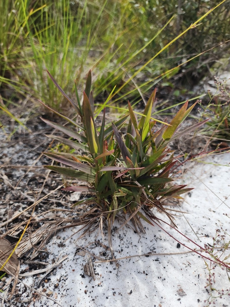 Chapman's Skeletongrass photo 4
