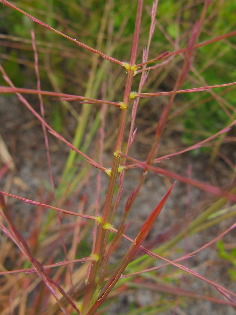 Chapman's Skeletongrass photo 5