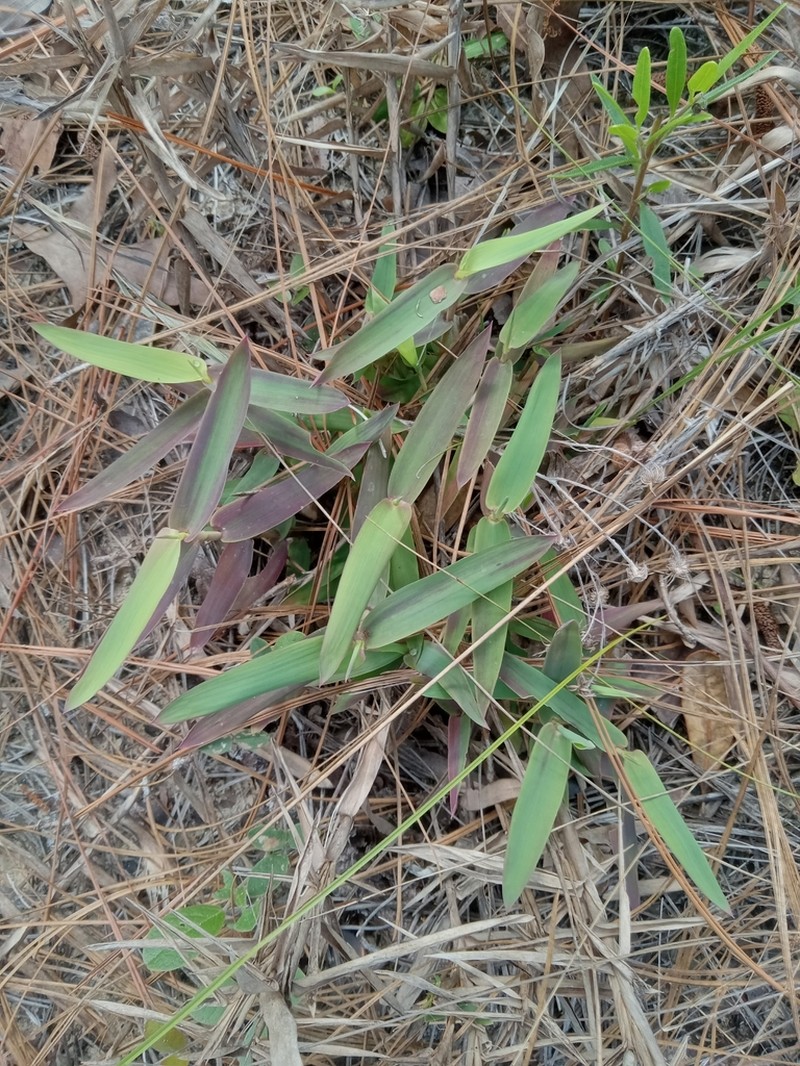 Chapman's Skeletongrass photo 7