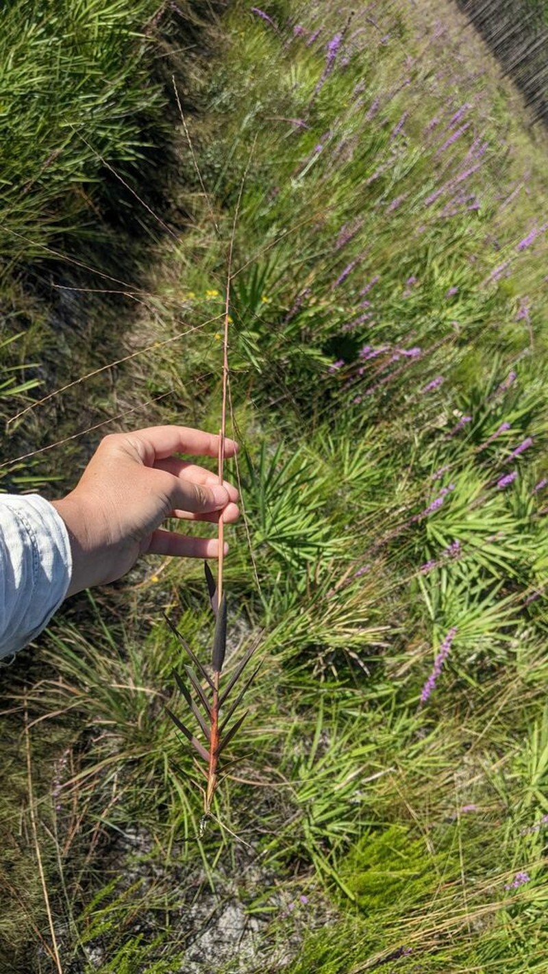 Chapman's Skeletongrass photo 8