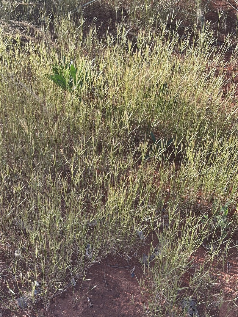 Leafy Skeletongrass photo 2