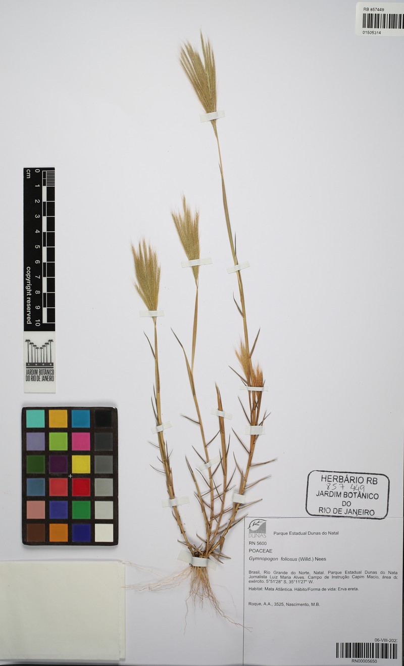 Leafy Skeletongrass photo 4