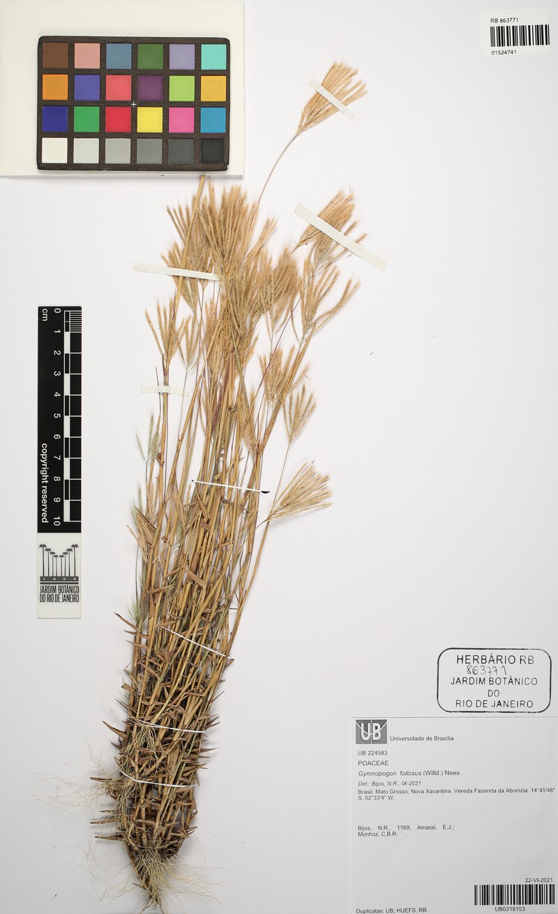 Leafy Skeletongrass photo 6