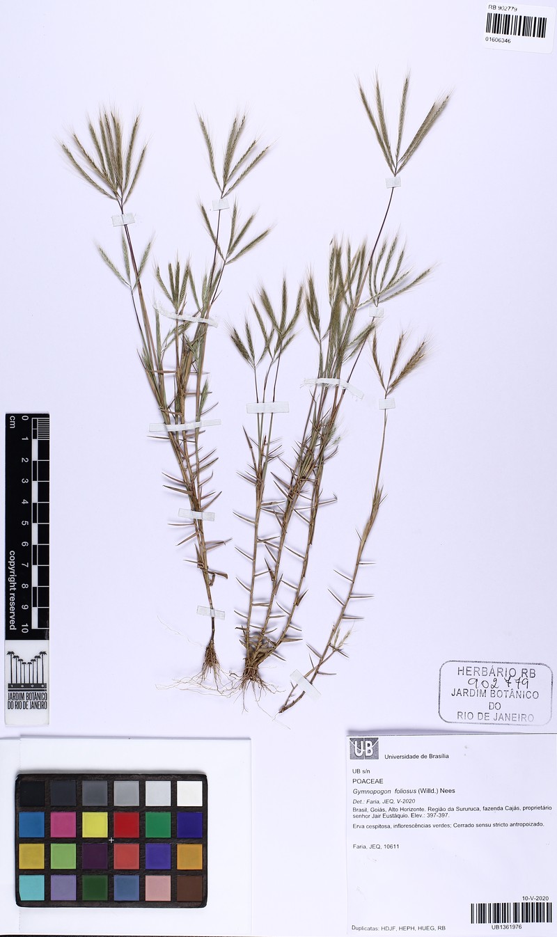 Leafy Skeletongrass photo 7