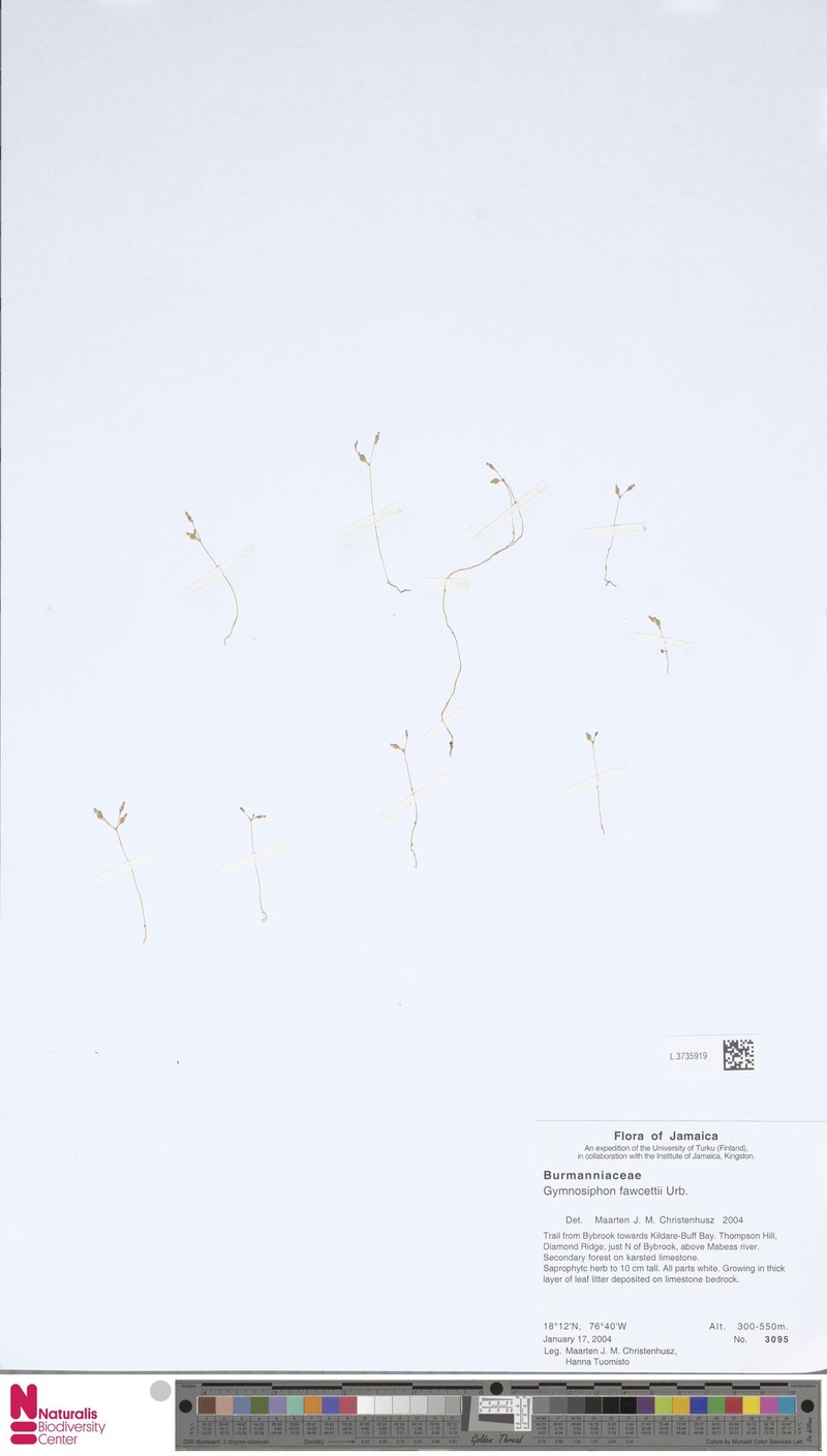Puerto Rico Yellowseed