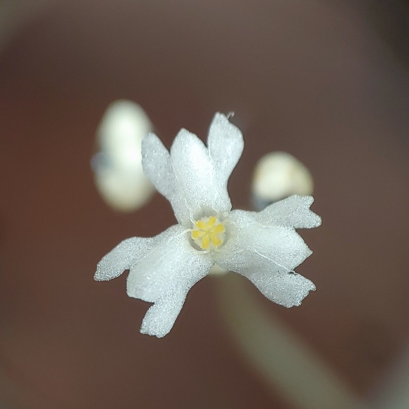Mountain Yellowseed
