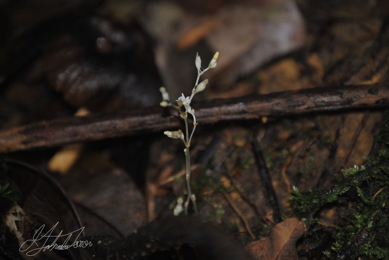 Mountain Yellowseed photo 2