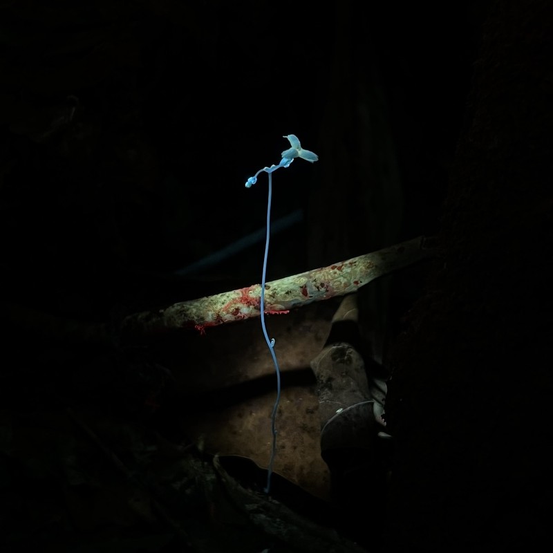 Mountain Yellowseed photo 4