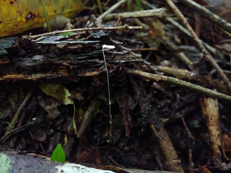 Mountain Yellowseed photo 5