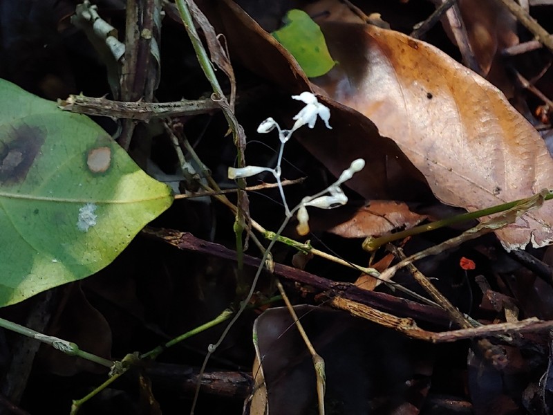 Mountain Yellowseed photo 6