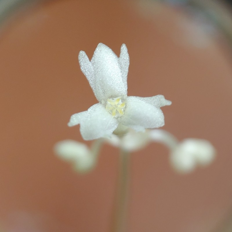 Mountain Yellowseed photo 7