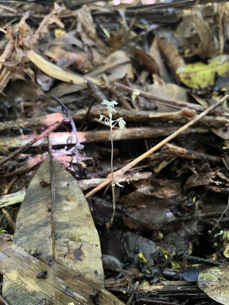 Mountain Yellowseed photo 8