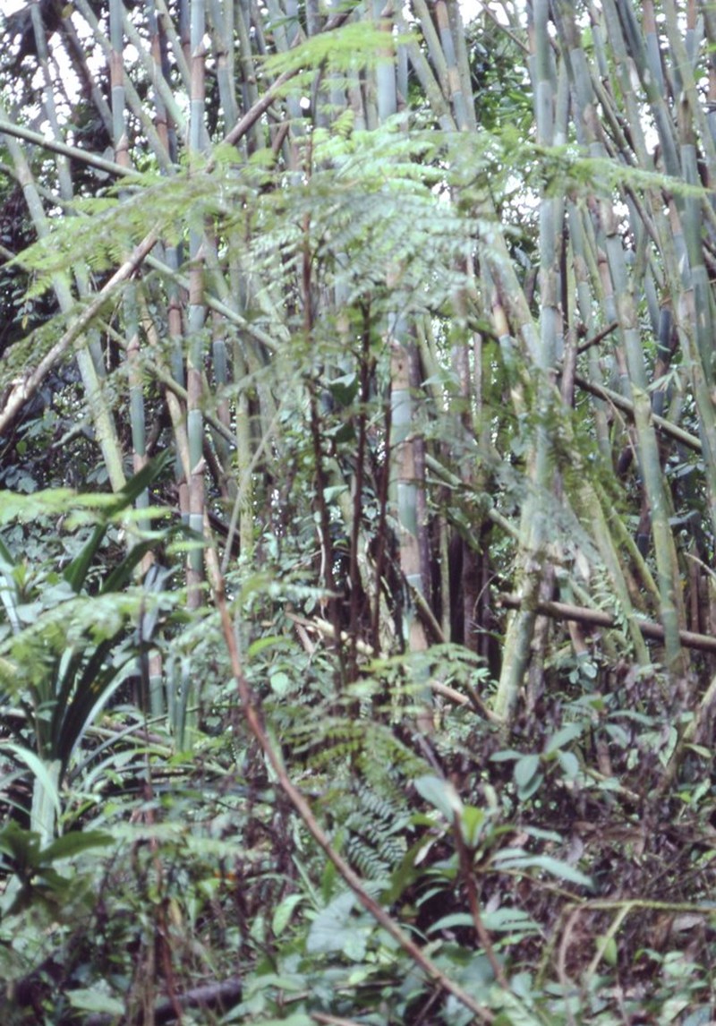 Gymnosphaera acrostichoides