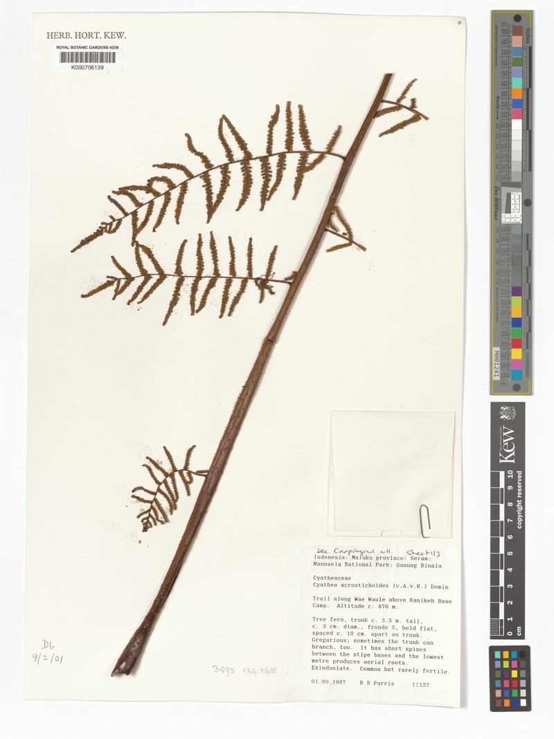 Gymnosphaera acrostichoides photo 3