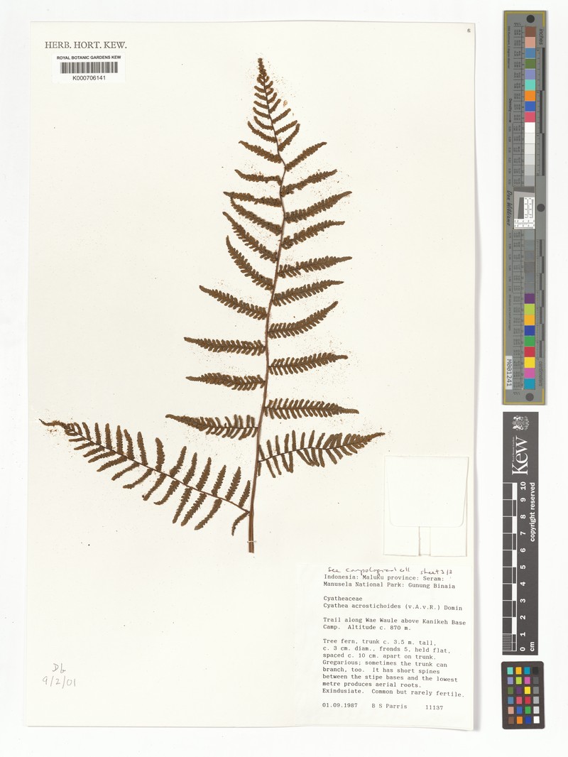 Gymnosphaera acrostichoides photo 4
