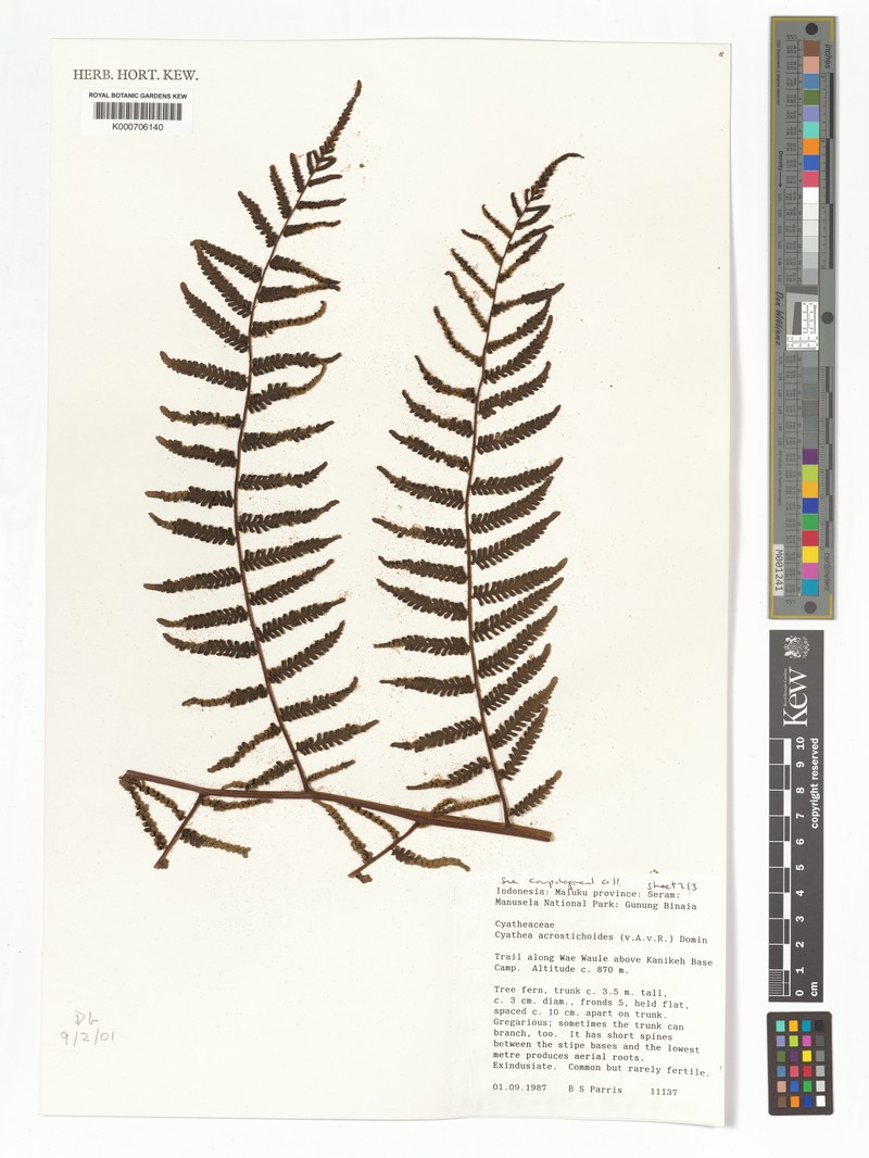 Gymnosphaera acrostichoides photo 5
