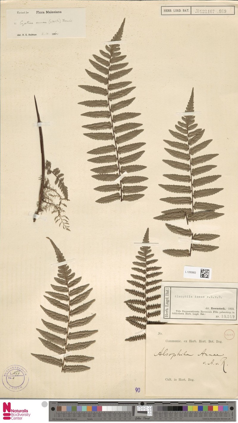 Gymnosphaera annae