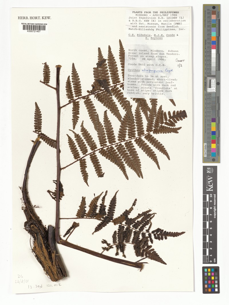 Gymnosphaera atropurpurea