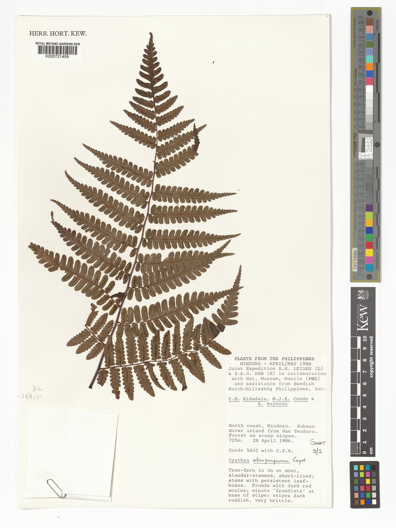 Gymnosphaera atropurpurea photo 2