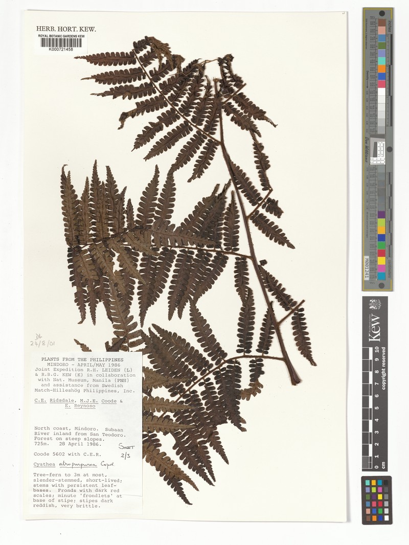 Gymnosphaera atropurpurea photo 3