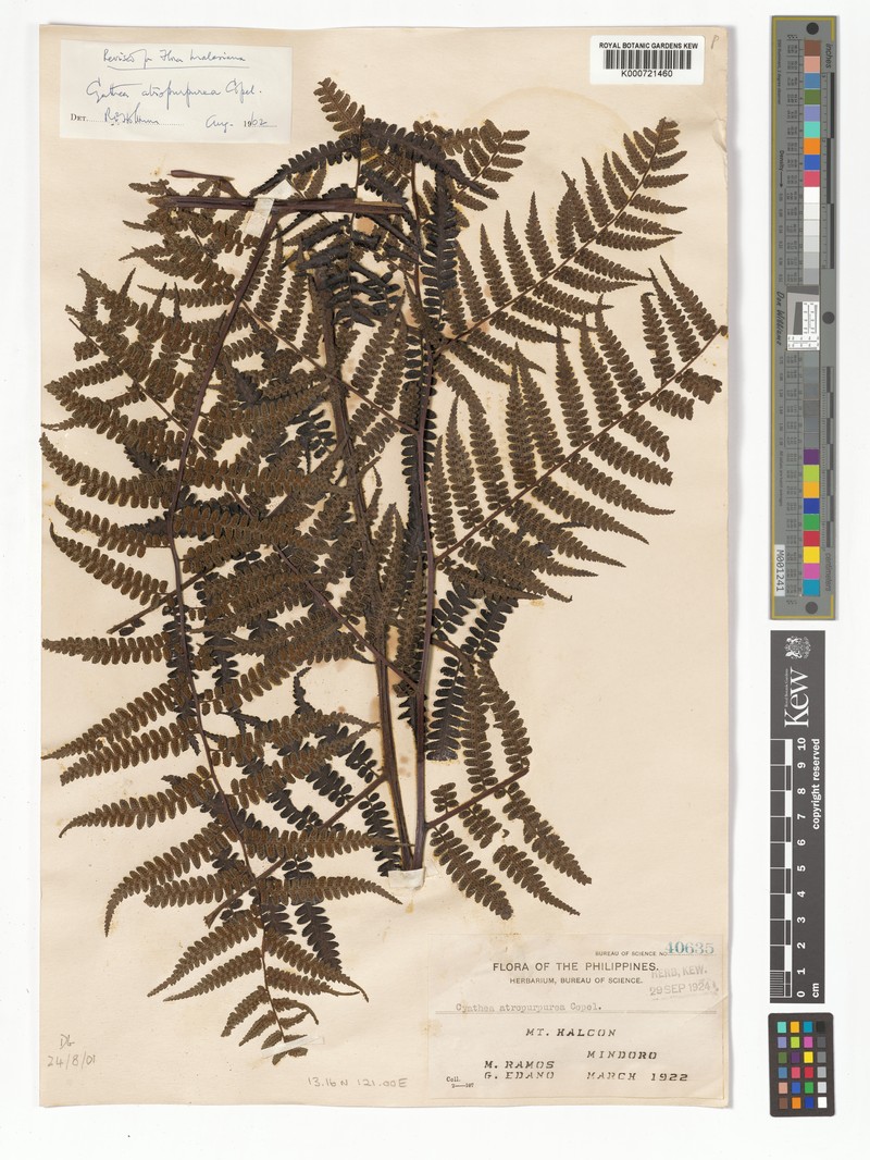 Gymnosphaera atropurpurea photo 4