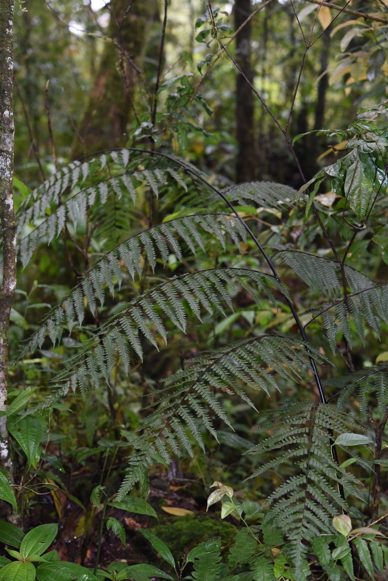 Gymnosphaera austroyunnanensis