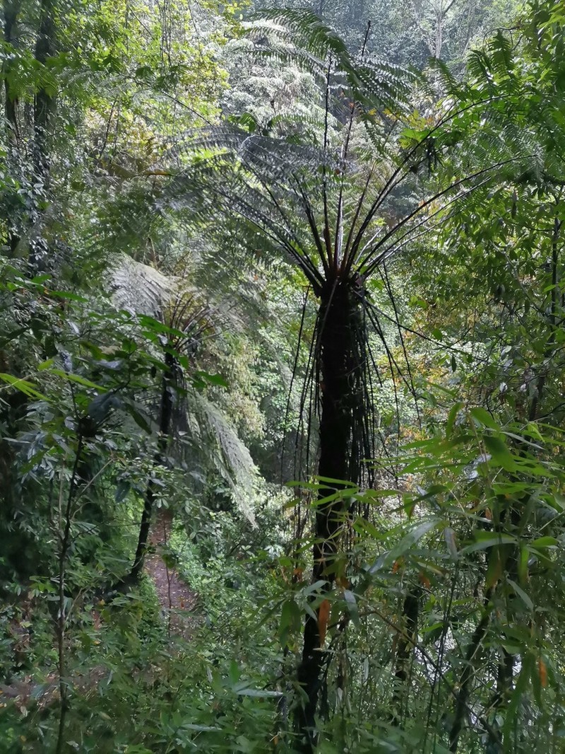 Gymnosphaera austroyunnanensis photo 2