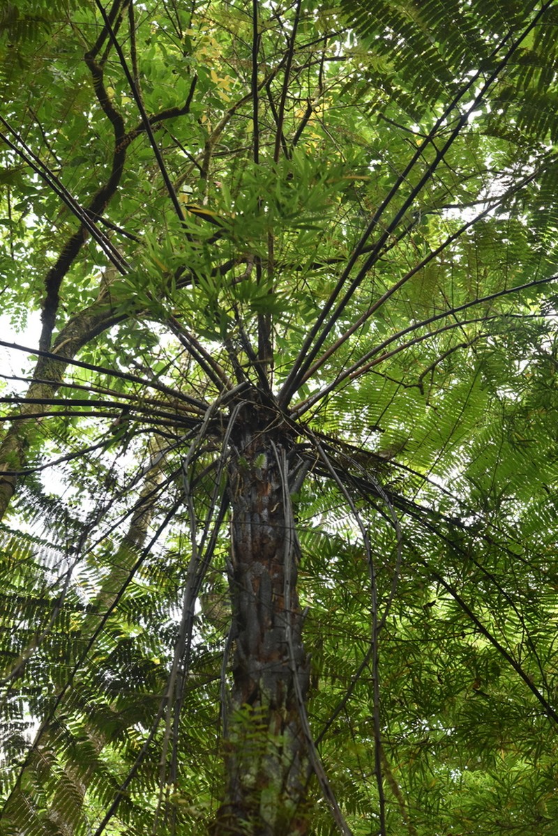 Gymnosphaera austroyunnanensis photo 3