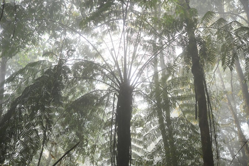 Gymnosphaera austroyunnanensis photo 4