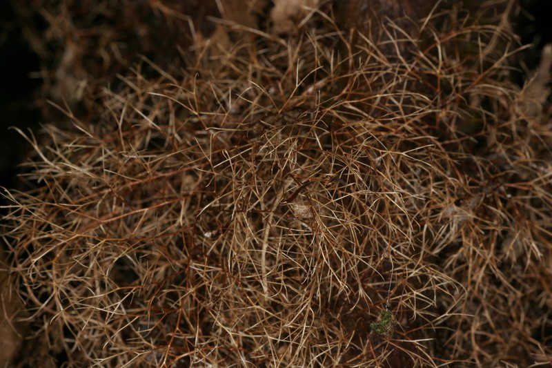 Gymnosphaera baileyana