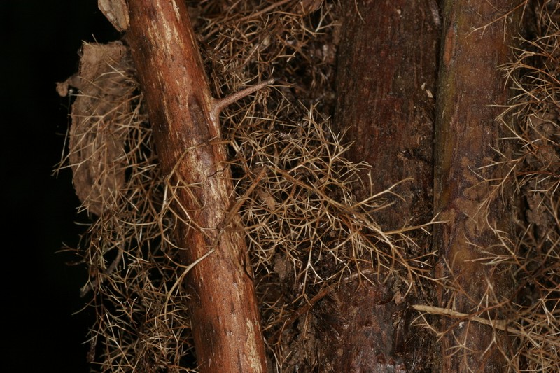 Gymnosphaera baileyana photo 2