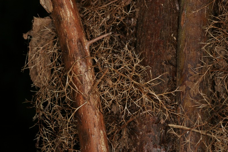 Gymnosphaera baileyana photo 3
