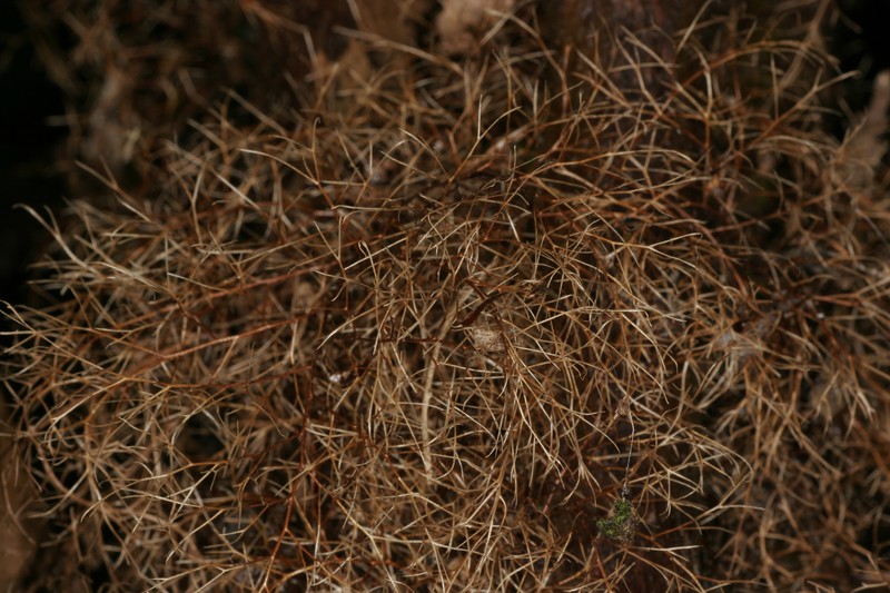 Gymnosphaera baileyana photo 4