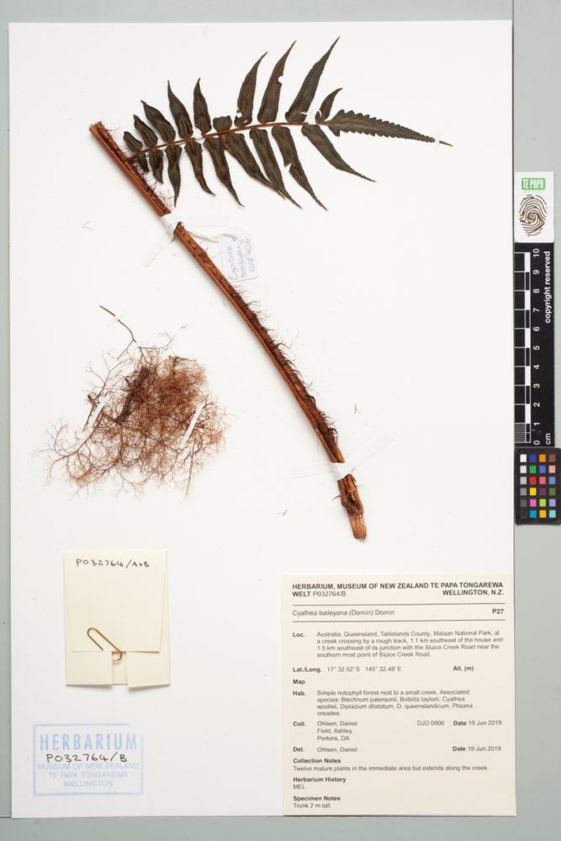 Gymnosphaera baileyana photo 5