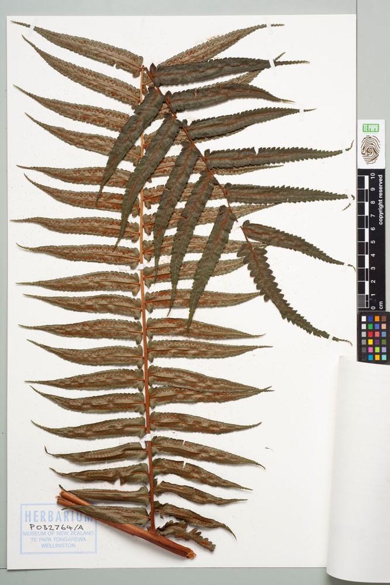 Gymnosphaera baileyana photo 6